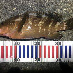 いましたよ、アイツが（≧∇≦）