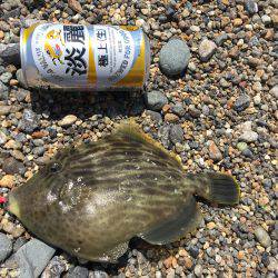 キス！ベラ！カワハギ！