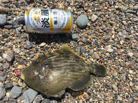 キス！ベラ！カワハギ！