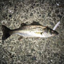 まだまだバチ抜け～(*´︶`*)