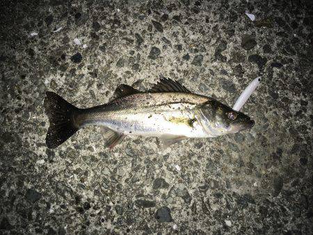 まだまだバチ抜け～(*´︶`*)