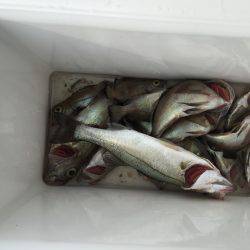 メバリングの旅