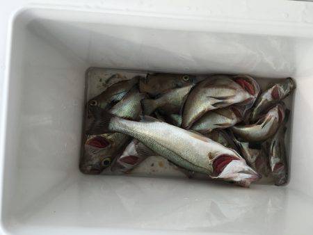 メバリングの旅