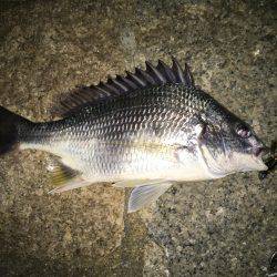 連日連夜絶好調の舞洲からの淀川V(^_^)V