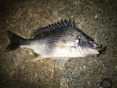 連日連夜絶好調の舞洲からの淀川V(^_^)V