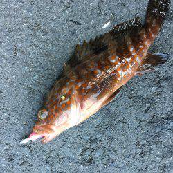 ロックフィッシュフィッシング