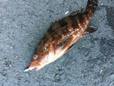 ロックフィッシュフィッシング