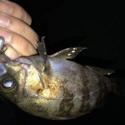 ガシリングでひたすらネチネチ