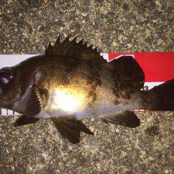 アジ狙いで…^^;