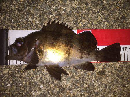 アジ狙いで…^^;