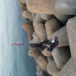 マイクロワインドでロックフィッシュ