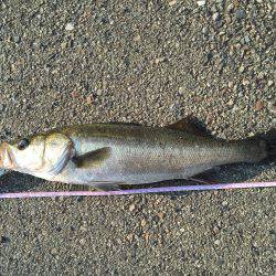 近所の湾奥にて