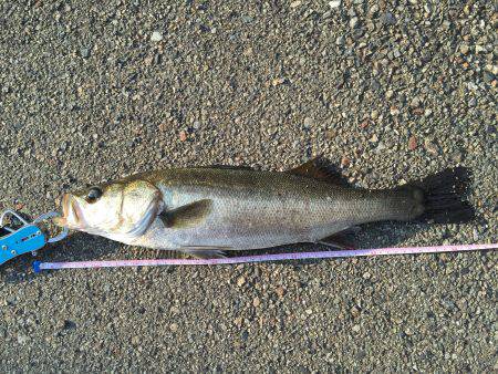 近所の湾奥にて