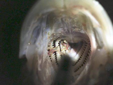 バチ抜け~!※グロ注意