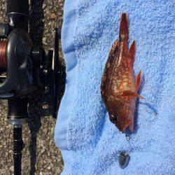 ヤッパリねぇ、、、