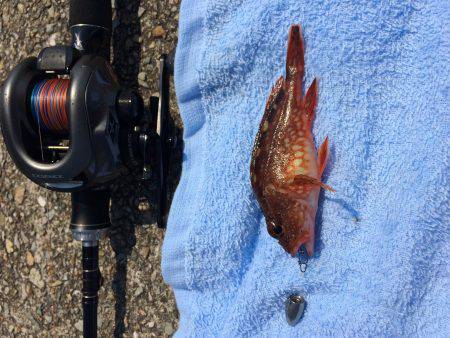 ヤッパリねぇ、、、