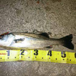 バチシー終幕？！