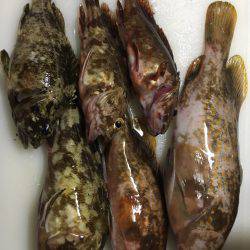 ロックフィッシュゲーム