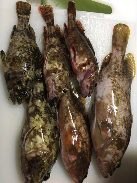 ロックフィッシュゲーム