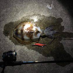 ＧＷエギング②