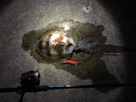 ＧＷエギング②