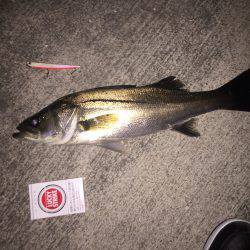 やっと釣れました