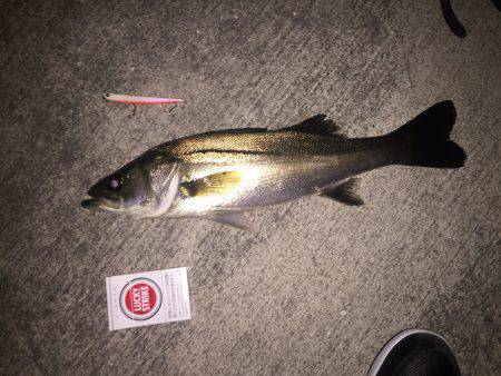 やっと釣れました