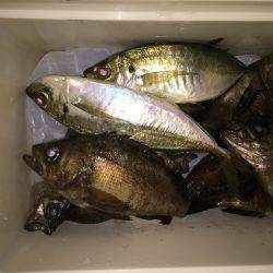 凄い人出の小島漁港でアジング