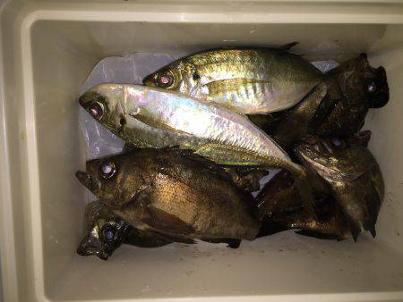 凄い人出の小島漁港でアジング