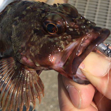 デイガシリング