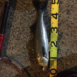 バチシーバス来てタケノコ^_^