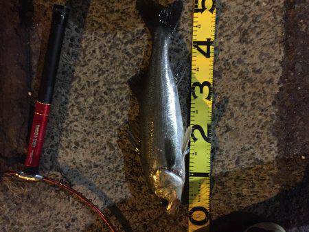 バチシーバス来てタケノコ^_^