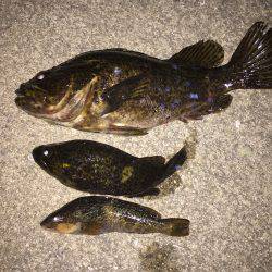 デカ！タケノコメバル