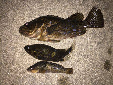 デカ！タケノコメバル