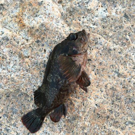 初めてのちょい投げ