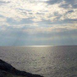 コウイカ？紋甲イカ？