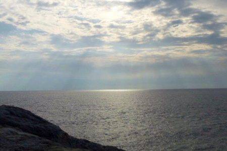 コウイカ？紋甲イカ？