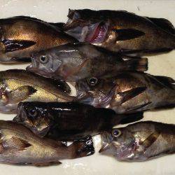 チビメバル連発！