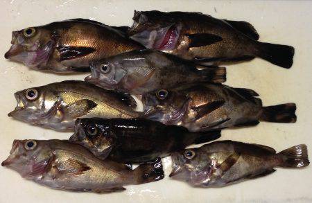 チビメバル連発！