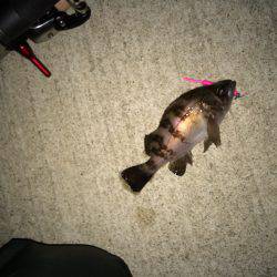 大潮フロートメバル！