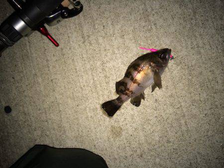 大潮フロートメバル！