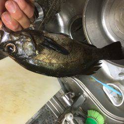 潮目の表層撃ち