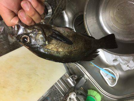 潮目の表層撃ち