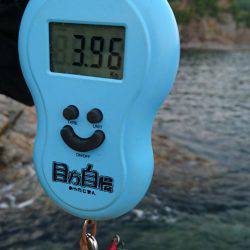 赤系アオリイカ