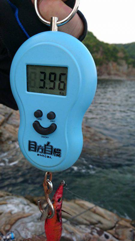 赤系アオリイカ