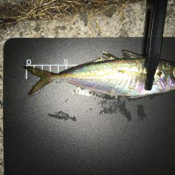 激渋アジング！