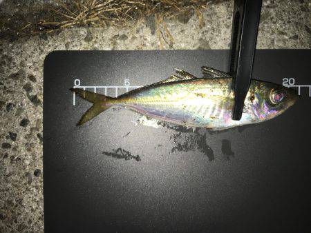 激渋アジング！