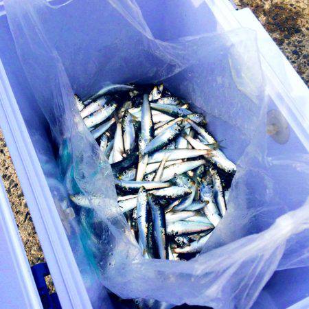 サビキでイワシ爆釣！！