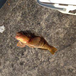 エビ撒きで 久々の良型！