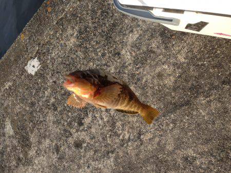 エビ撒きで 久々の良型！